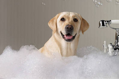 Skout’s Honor Premium Wash